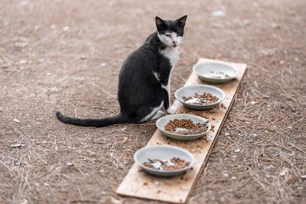 how often to feed a cat