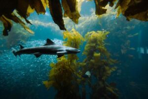 Basking Sharks in the UK: Habitat, Feeding and Seasonal Movements