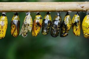 Butterfly Life Cycle: Egg, Caterpillar, Pupa and Adult