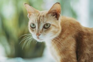 Cat Dental Care at Home: Teeth, Gums and Brushing