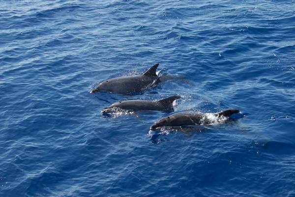 dolphin echolocation