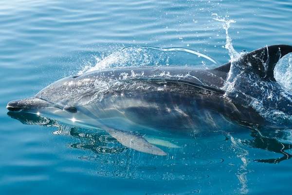 dolphins in uk waters