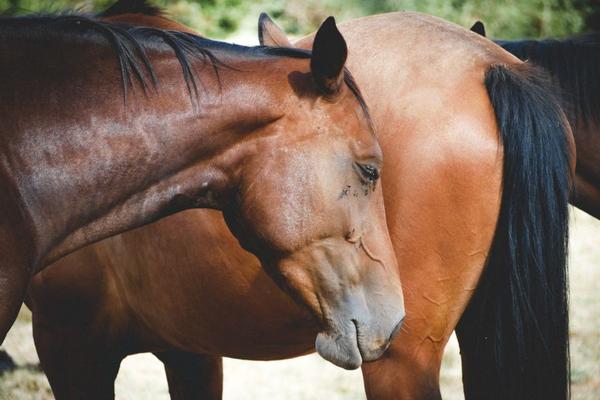 horse mane and tail care