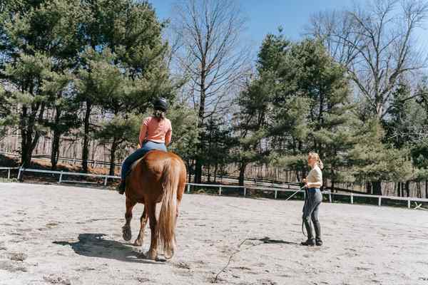 horse riding lessons for adults