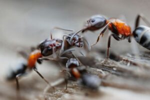 How Ants Communicate Using Pheromones and Touch