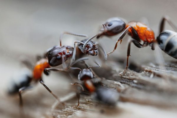 how ants communicate