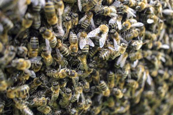 how bees communicate