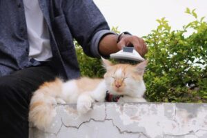 How Often Should You Brush a Cat?