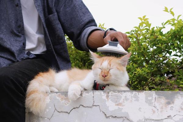 how often should you brush a cat