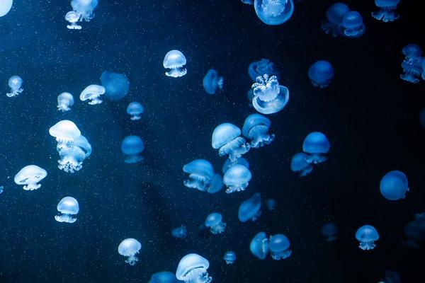 jellyfish in uk waters
