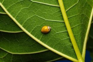 Ladybird Life Cycle: Egg, Larva, Pupa and Adult