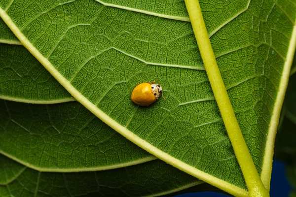 ladybird life cycle