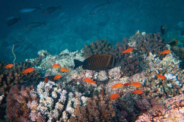 ocean zones and animals
