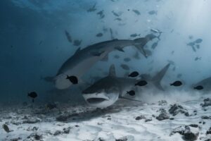 Shark Reproduction: Eggs, Live Birth and Mating Strategies