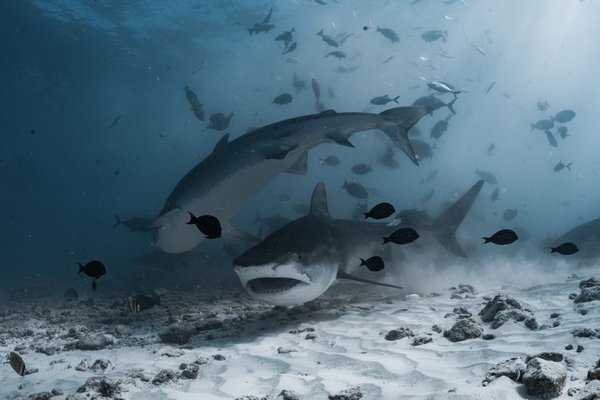 shark reproduction