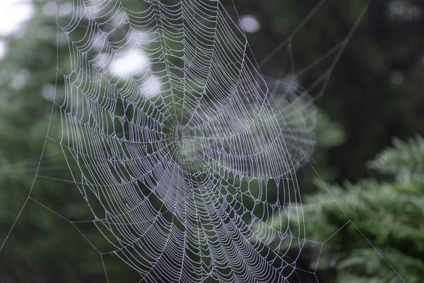 spider web types