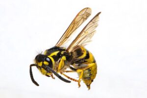 Wasp Species in the UK: Social and Solitary Types