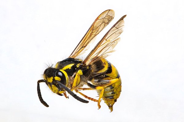 wasp species uk