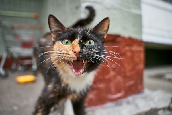 why cats meow at night